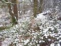 Secluded woodland, Snow, Blackheath IMGP7560